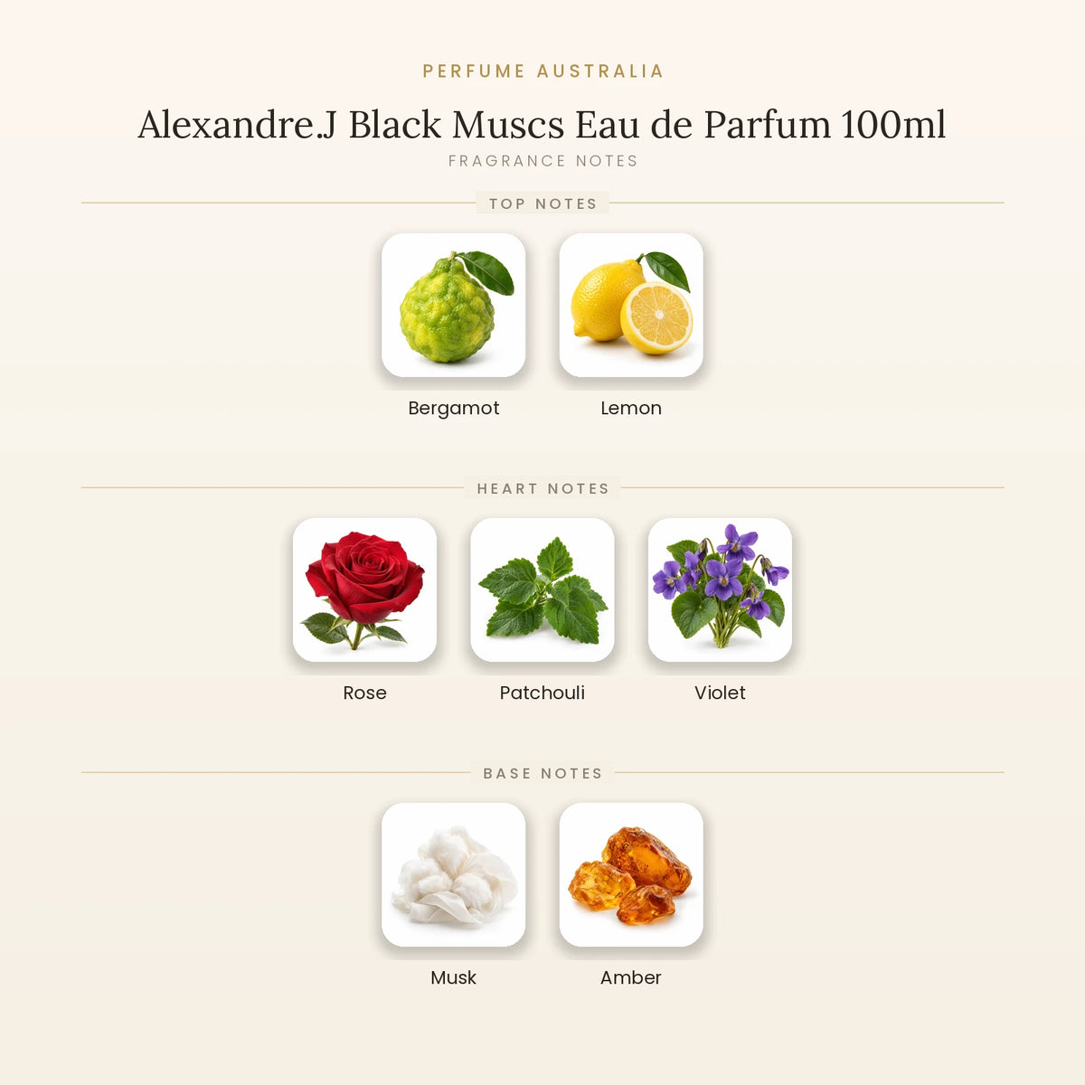 Fragrance note pyramid for Alexandre.J Black Muscs Eau de Parfum 100ml showing Bergamot, Lemon top notes, Rose, Patchouli, Violet heart notes and Musk, Amber base notes