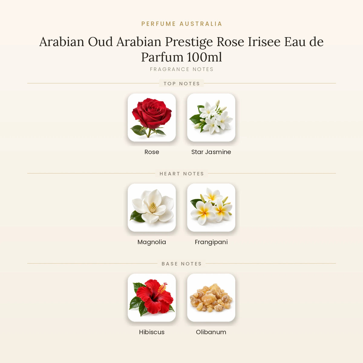 Fragrance note pyramid for Arabian Oud Arabian Prestige Rose Irisee Eau de Parfum 100ml showing Rose, Star Jasmine top notes, Magnolia, Frangipani heart notes and Hibiscus, Olibanum base notes