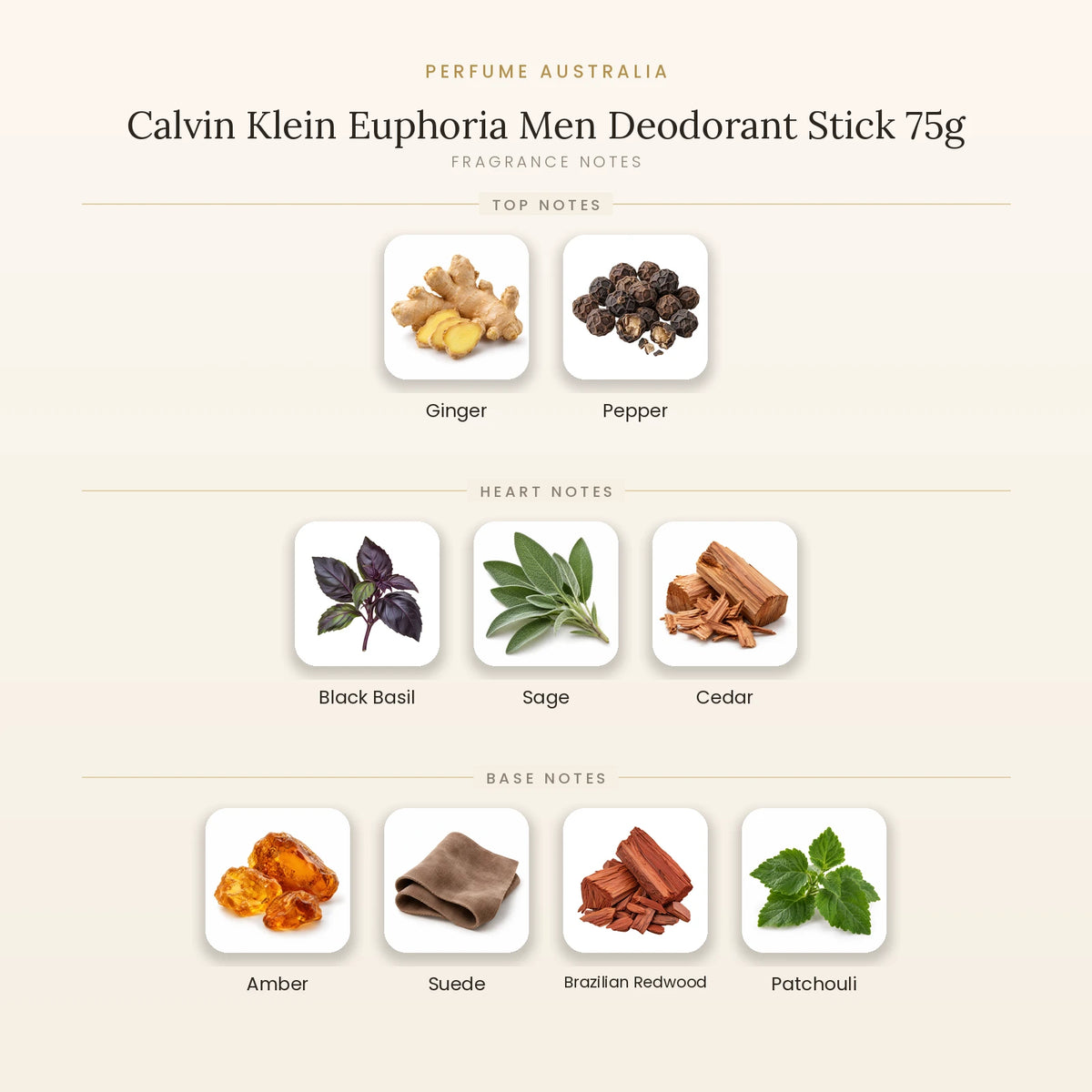 Fragrance note pyramid for Calvin Klein Euphoria Men Deodorant Stick 75g showing Ginger, Pepper top notes, Black Basil, Sage, Cedar heart notes and Amber, Suede, Brazilian Redwood, Patchouli base notes
