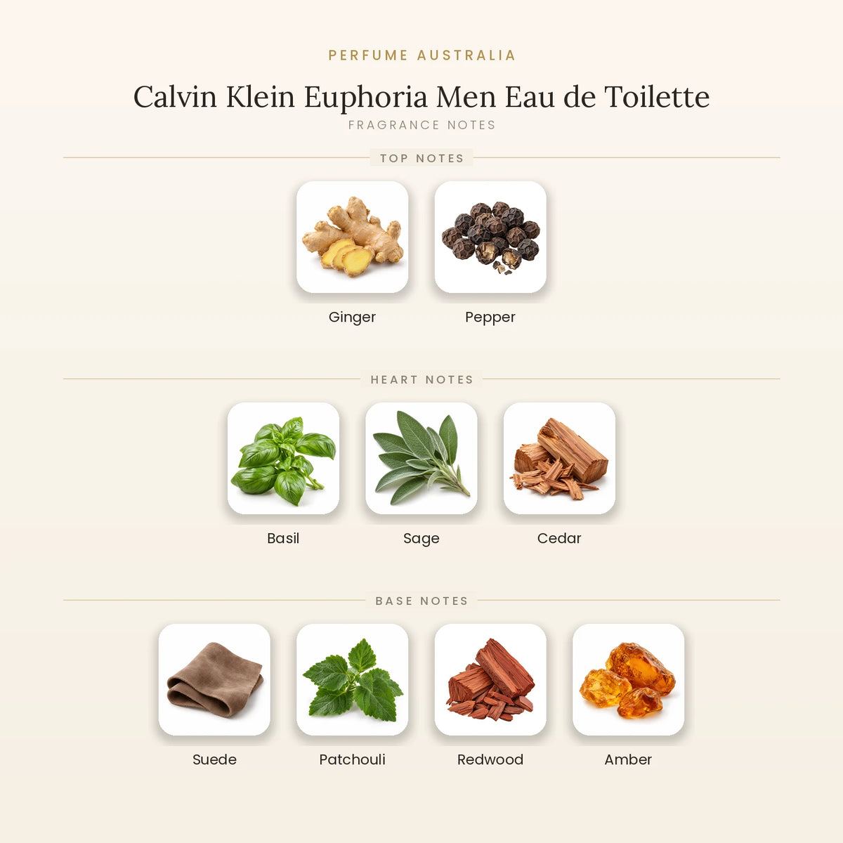 Fragrance note pyramid for Calvin Klein Euphoria Men Eau de Toilette showing Ginger, Pepper top notes, Basil, Sage, Cedar heart notes and Suede, Patchouli, Redwood, Amber base notes