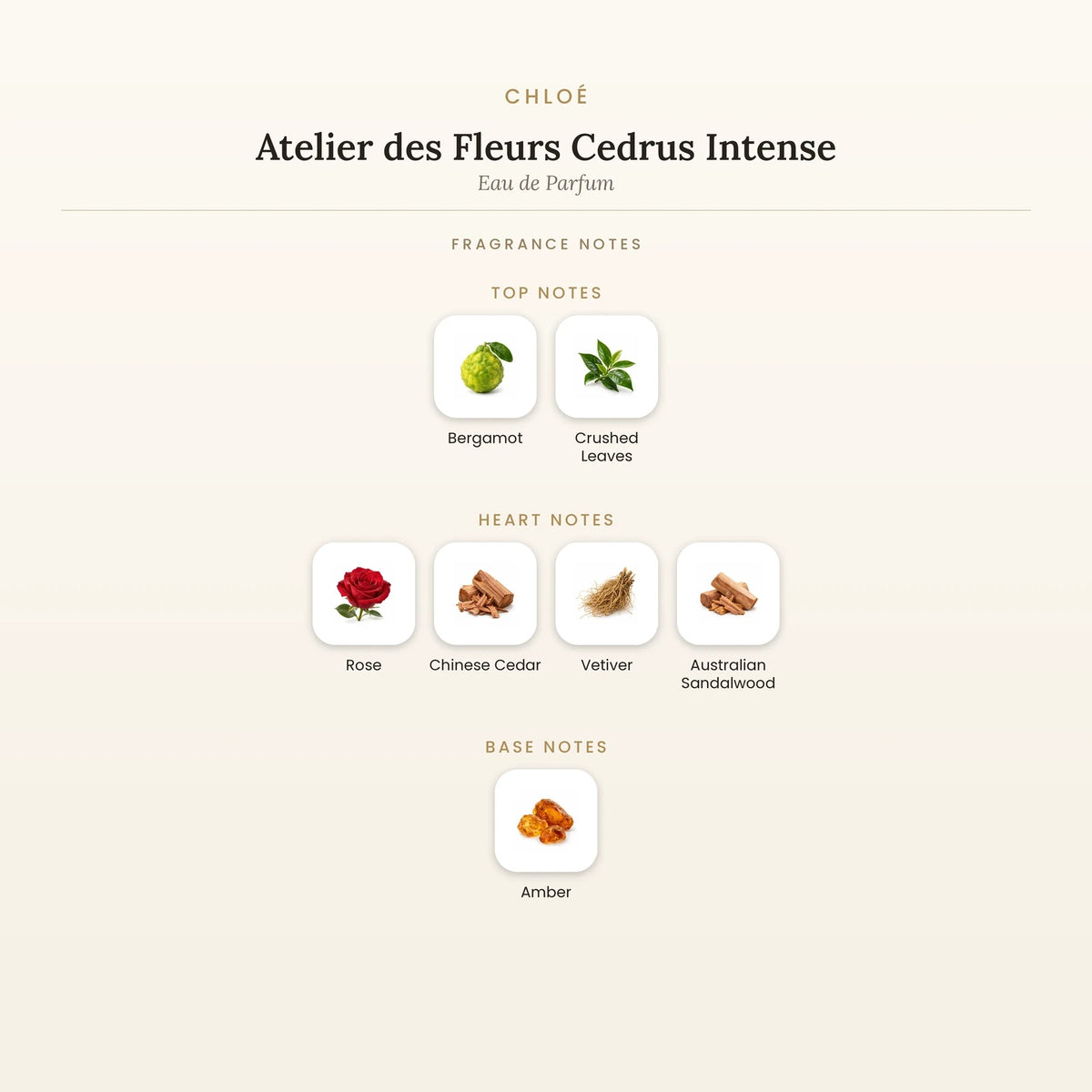 Fragrance note pyramid for Chloé Atelier des Fleurs Cedrus Intense Eau de Parfum 50ml showing Bergamot, Crushed Leaves top notes, Rose, Chinese Cedar heart notes and Amber base notes