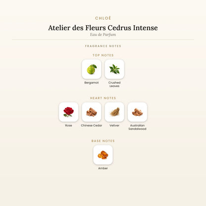Fragrance note pyramid for Chloé Atelier des Fleurs Cedrus Intense Eau de Parfum 50ml showing Bergamot, Crushed Leaves top notes, Rose, Chinese Cedar heart notes and Amber base notes