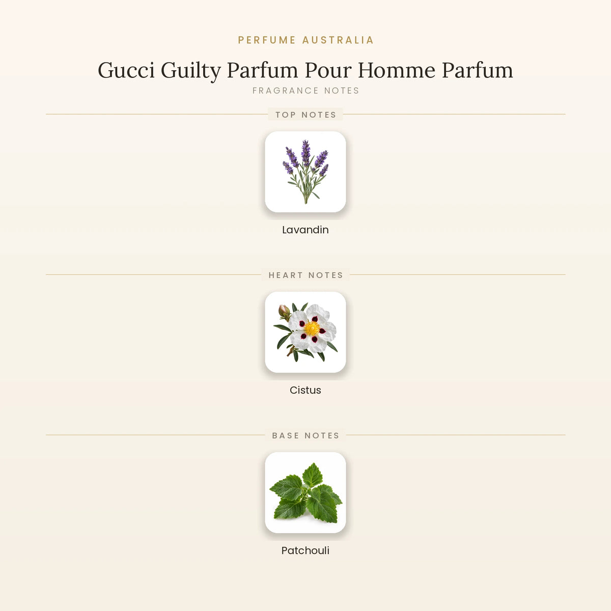 Fragrance note pyramid for Gucci Guilty Parfum Pour Homme Parfum