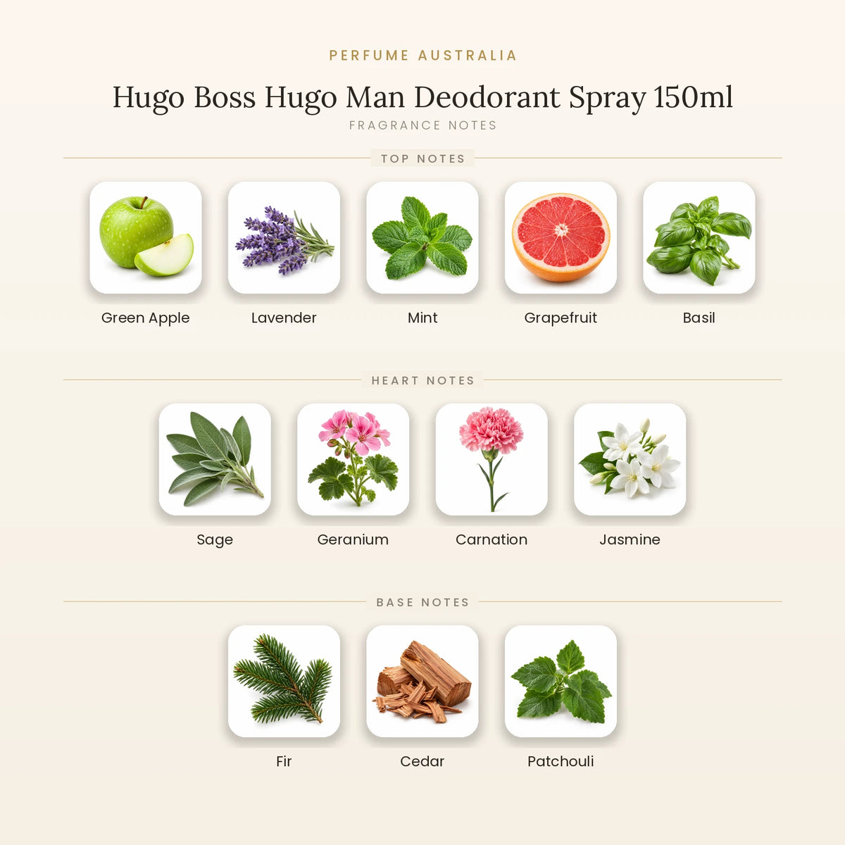 Fragrance note pyramid for Hugo Boss Hugo Man Deodorant Spray 150ml showing Green Apple, Lavender, Mint, Grapefruit, Basil top notes, Sage, Geranium, Carnation, Jasmine heart notes and Fir, Cedar, Patchouli base notes